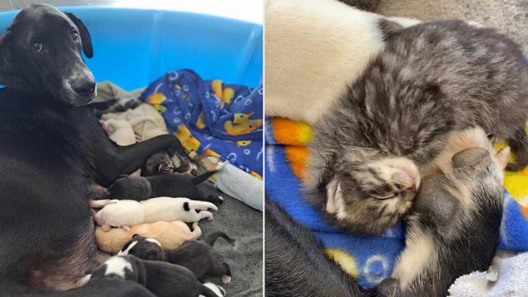 Mama Dog Surprises Shelter When She Insists On Adopting Abandoned Kitten