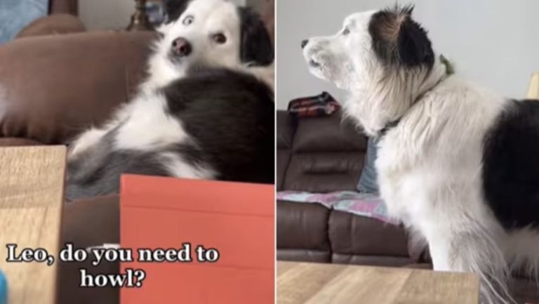 dog howls when prompted