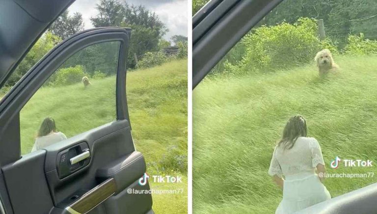 Woman Spots Fluffy Head In Tall Grass, Leads To A Picture Perfect Rescue