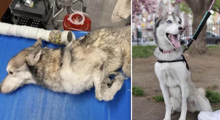 Nanook husky goes on first walk