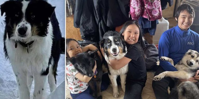 Dog Reunites With Family After Making Epic Trek Across 150 Miles of Frozen Sea Ice