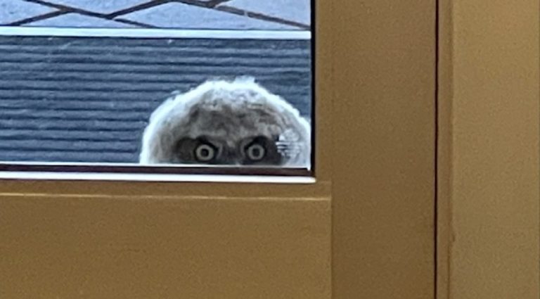 Owlet Caught Peeping Through College Campus Front Door Is Adorably Freaky