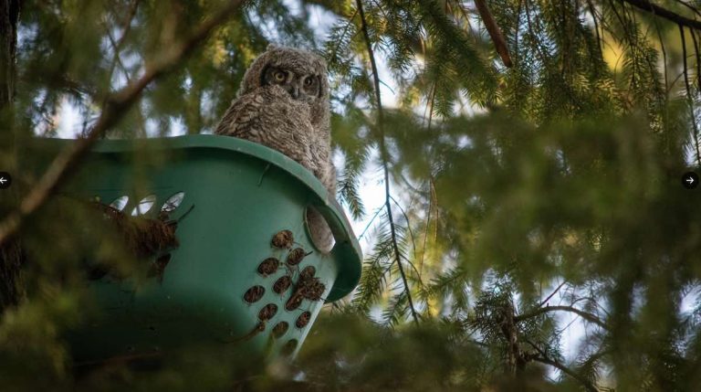 Great Horned Owls Take Over Laundry Basket As Nest