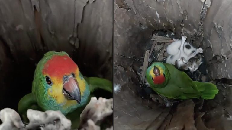 parrot finds kittens