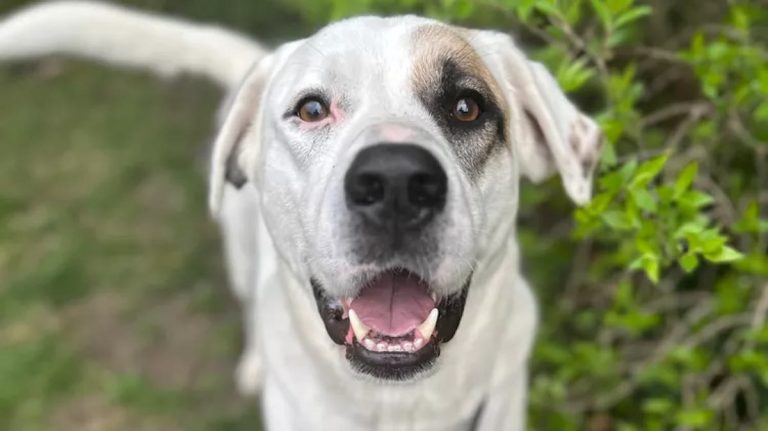 Dog Who Walked Home Alone After His Mom Was Struck And Killed Will Become A Service Dog