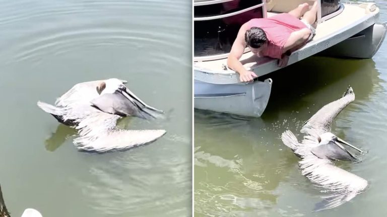 Pelican with Large Fish Stuck in His Mouth Rescued from Choking