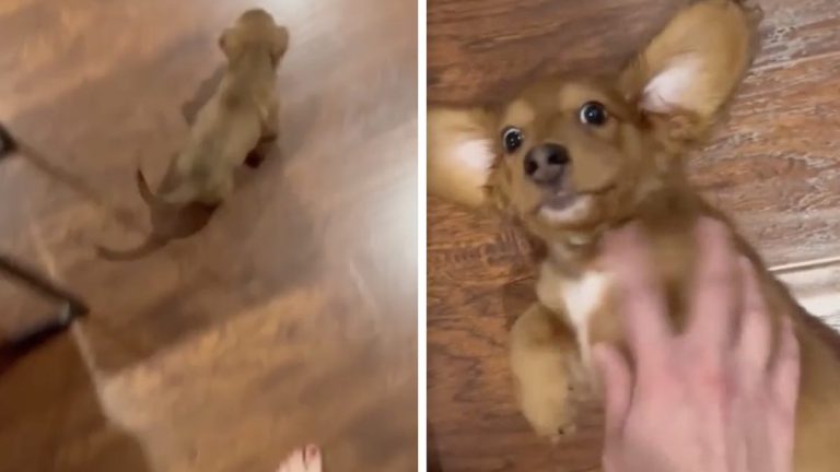 Dachshund Puppy Does The Most Adorable Thing To Get Belly Rubs