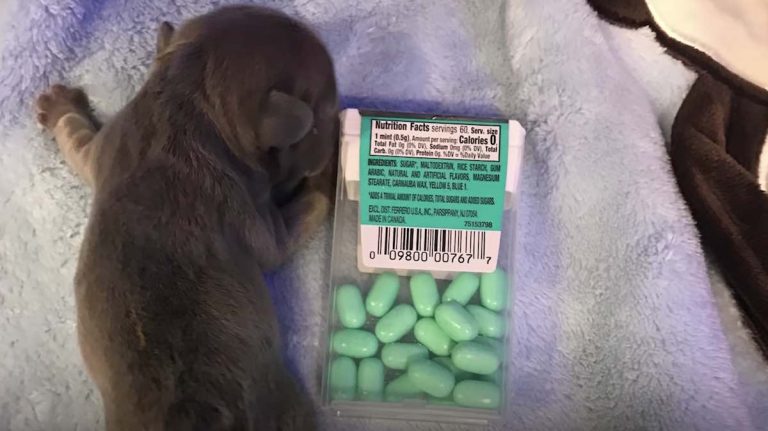 Puppy The Size Of A Tic Tac Box Overcomes Health Obstacles To Become Feisty Dog