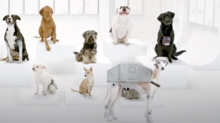 star wars dog vw ad
