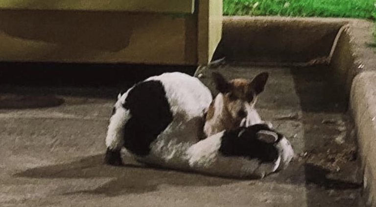 Gracie rescued with her stuffed cow