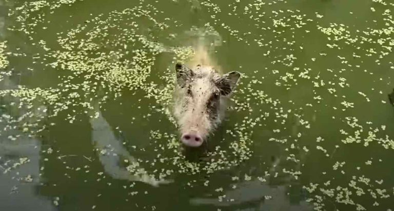 Aggressive Feral Pig Not Happy To See Her Rescuers At First
