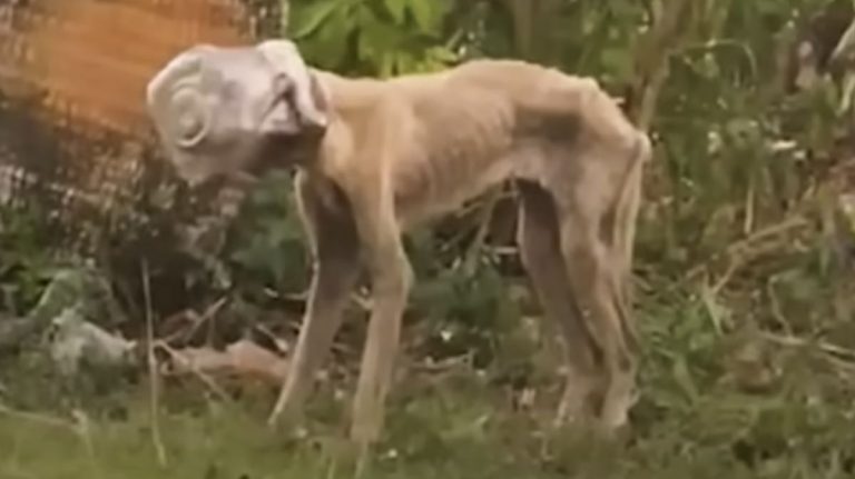 dog has jar on head