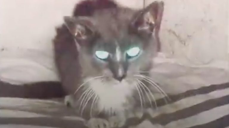 cat rescued from basement