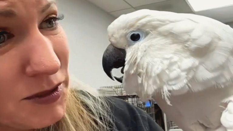 sick cockatoo rescued by vet