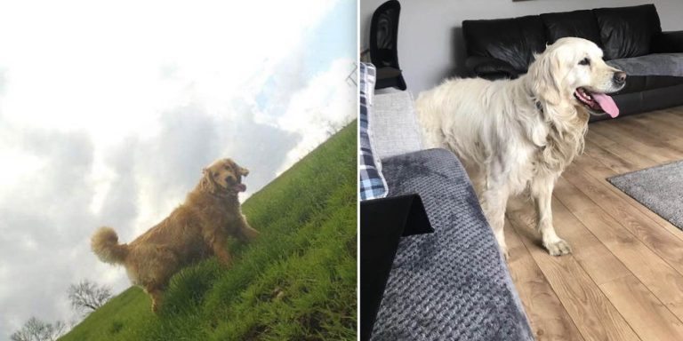 Newly-Adopted Dog Walks For Nearly A Month And Over 40 Miles To Get Back To Former Home