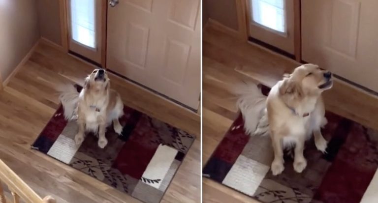 Dog howls when he thinks he's alone