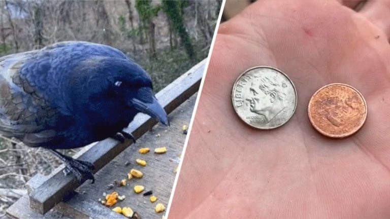 crow gives coin gifts
