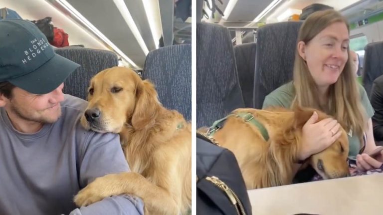 dog hugs strangers on train