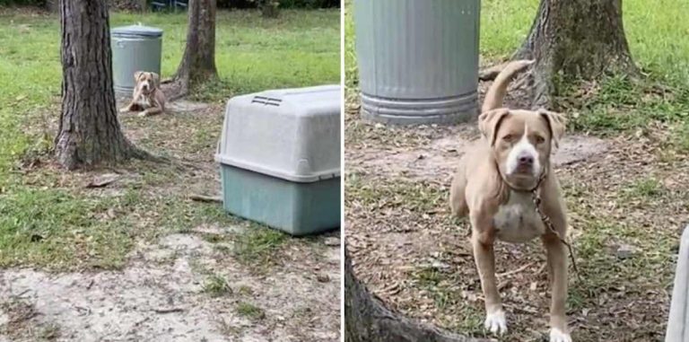 Couple Buys House and Adopt Dog the Previous Owners Left Behind Tied to a Tree