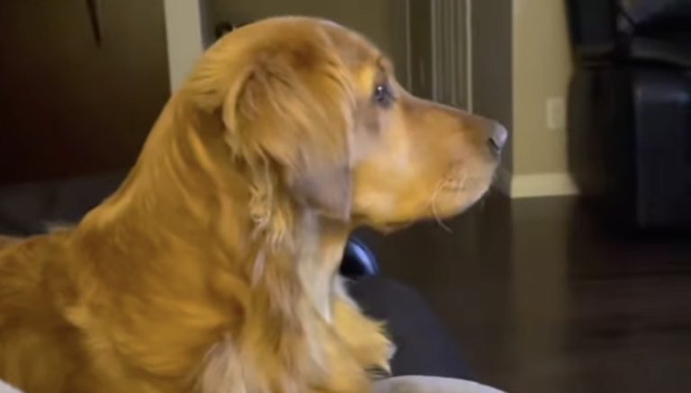 dog reacts to seeing darth vader