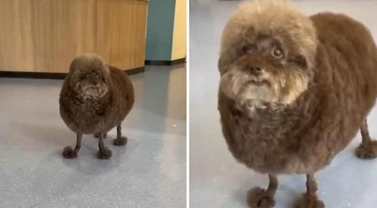 Dog Gets Odd Haircut That Has Dog Lovers Wondering What Happened