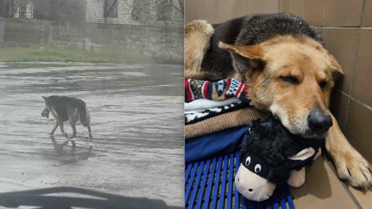 German shepherd roams streets with her toy
