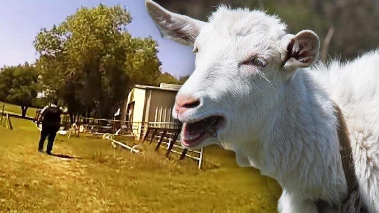 police mistake cries of goat for "help"