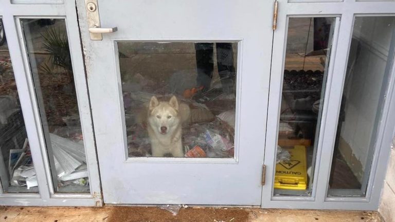 Titan the Husky has huge party at colbert county animal shelter