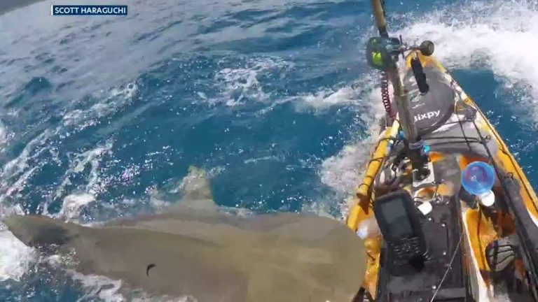 shark bites kayak