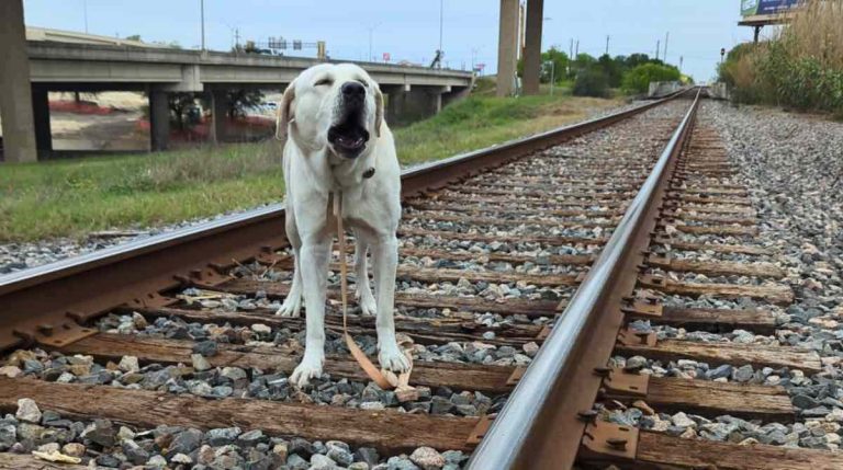 dog rescued from train tracks
