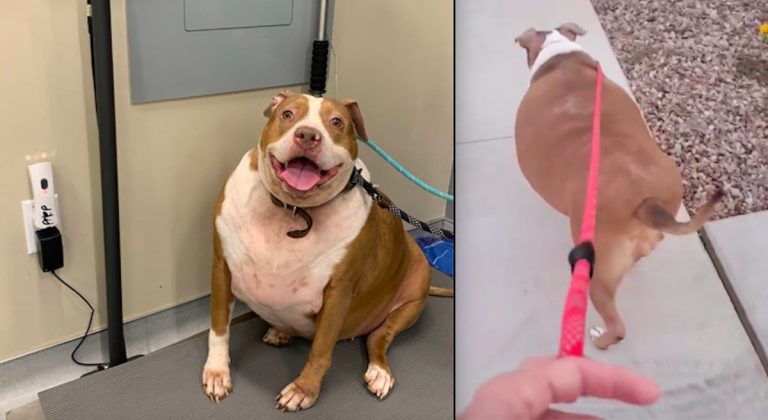 Margo the pittie loses weight
