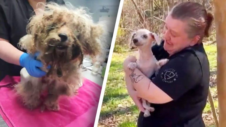 senior dog reunited with family after 3 years