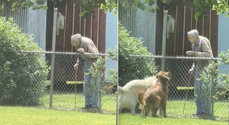 senior neighbor greets dogs