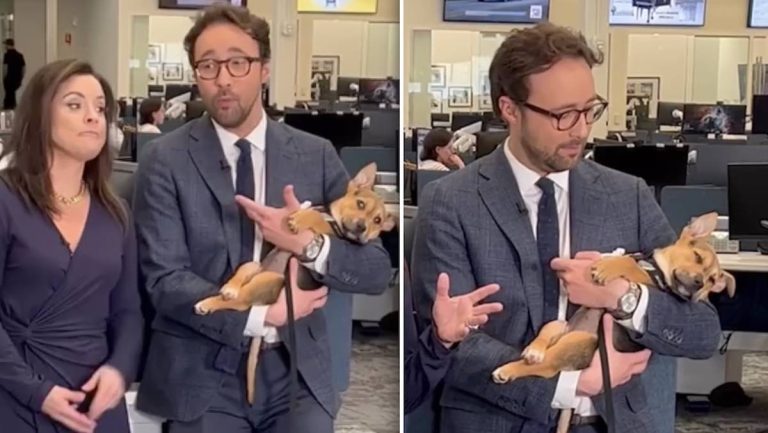 Puppy falls asleep in news anchor's arms
