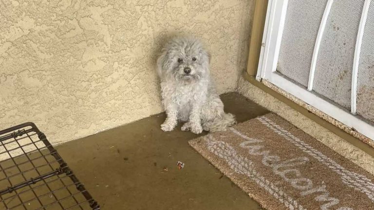 stray dog knocks on doors to get help