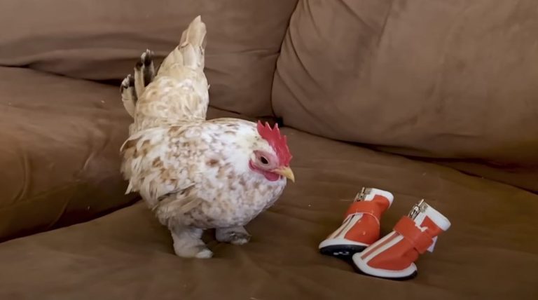 Nubs the chicken wears boots