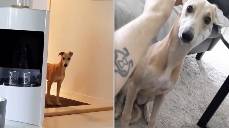 puppy warms up to babysitter