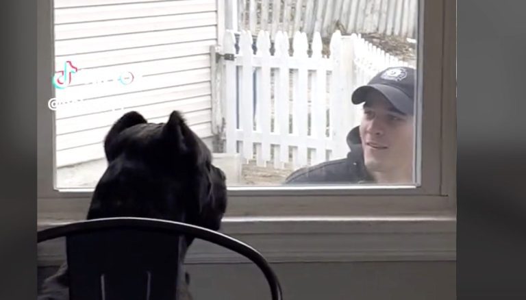 Cane Corso Plays the Cutest Game Of Peek-a-Boo with His Dad