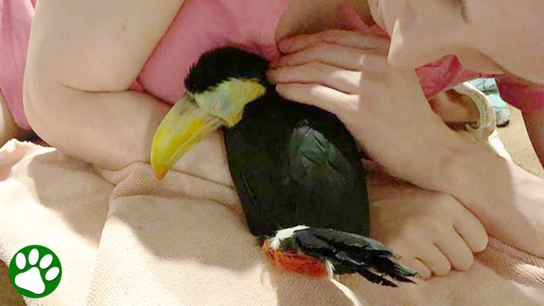 Sick Toucan Bird Back To His Full Colors After Rescue