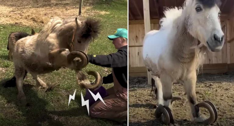 stella the pony