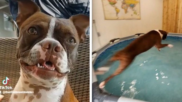 Thor the dog loves swimming