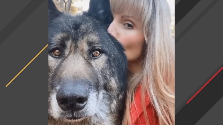 160-Pound Wolf Dog Named ‘Trouble’ Turns Out to Be the ‘Biggest Marshmallow’