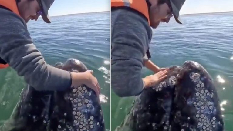 gray whale makes sound when petted