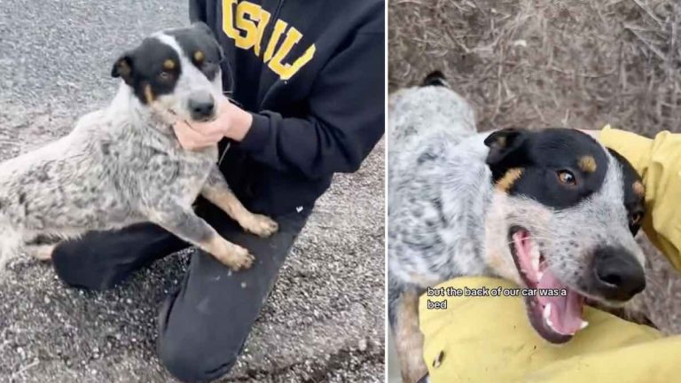 Blue heeler rescue