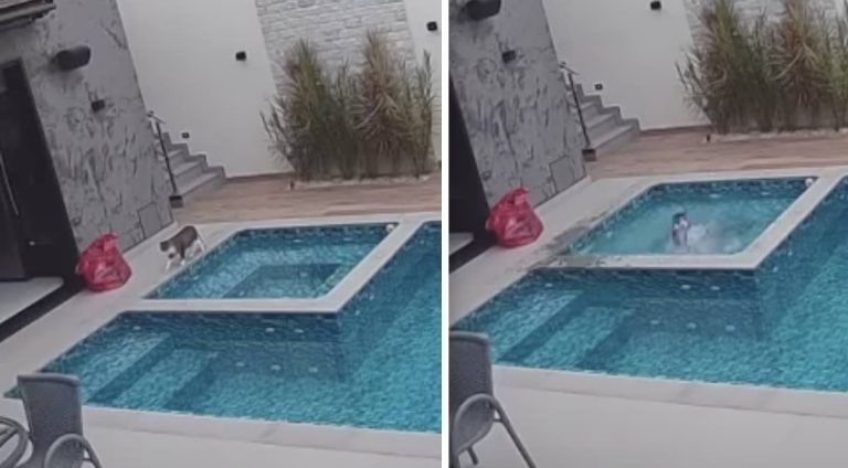cat learns to dive