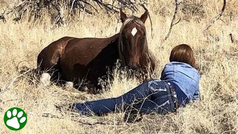 Bullied Wild Stallion Chooses To Trust Woman And Their Friendship Saves His Life