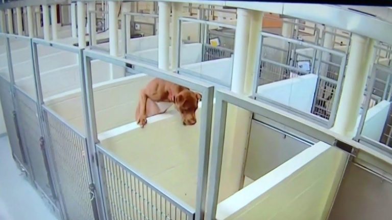 dog jumps over shelter wall to be with friend