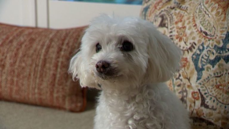 10-Pound Senior Dog Chases Coyote Away And Saves His Big Brother