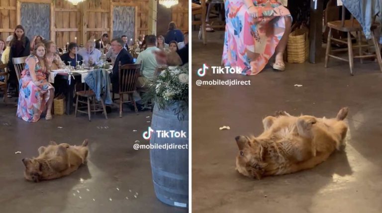 dog wedding crasher