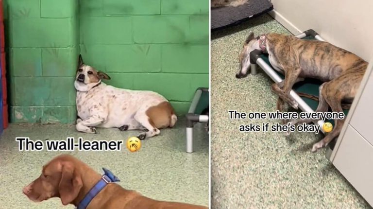 dogs sleeping at daycare
